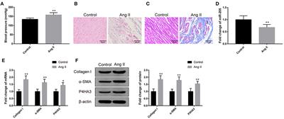 Profiling of miR-205/P4HA3 Following Angiotensin II-Induced Atrial Fibrosis: Implications for Atrial Fibrillation